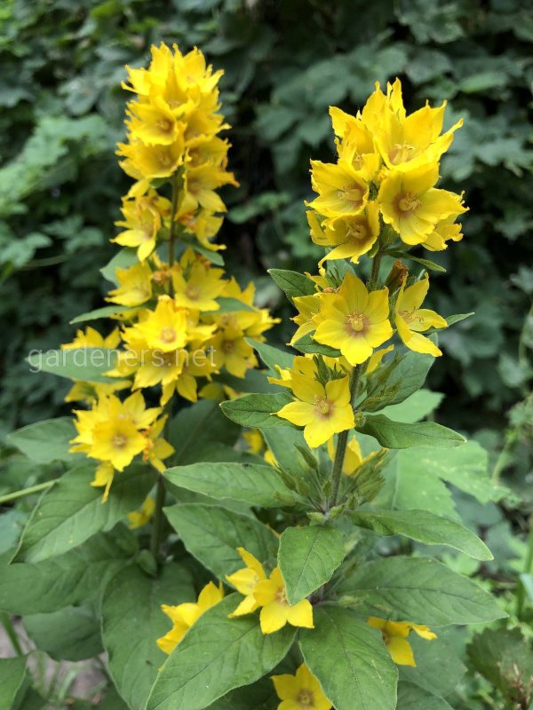 Вербейник точечный (Lysimachia punctata)