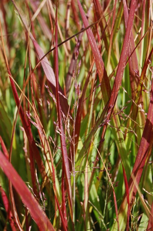 Просо прутьевидное Panicum virgatum