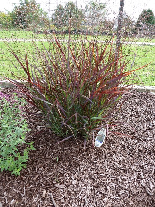 Просо Panicum virgatum Purple Breeze