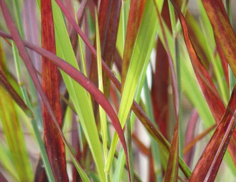 Panicum virgatum Sangria