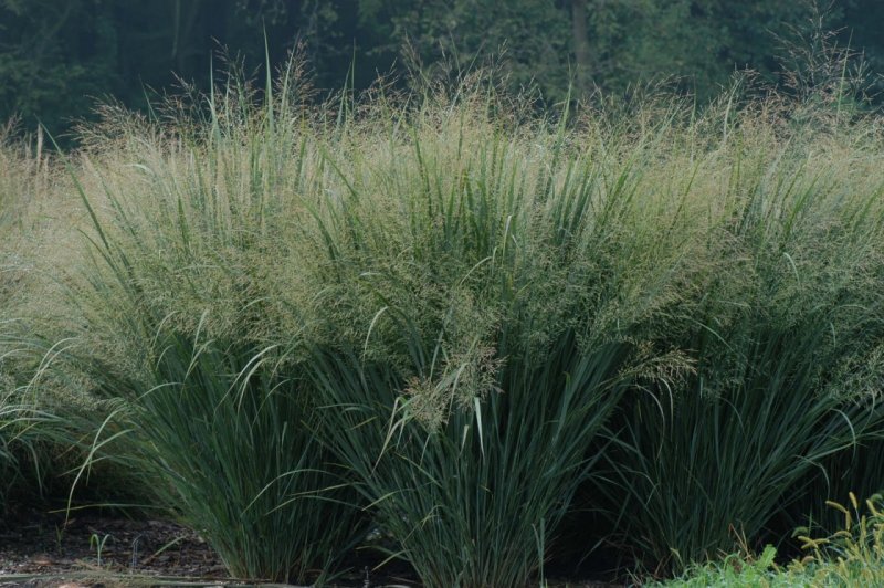 Просо прутьевидное ( Panicum virgatum 'Heavy Metal')