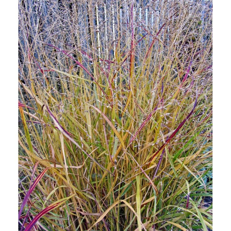 Просо прутьевидное "Shenandoah" (Panicum virgatum)