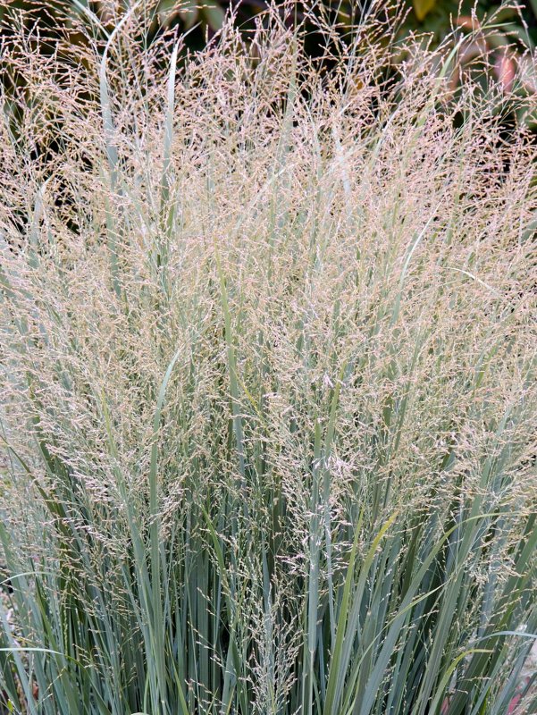 Паникум Panicum virgatum "Heavy Metal"