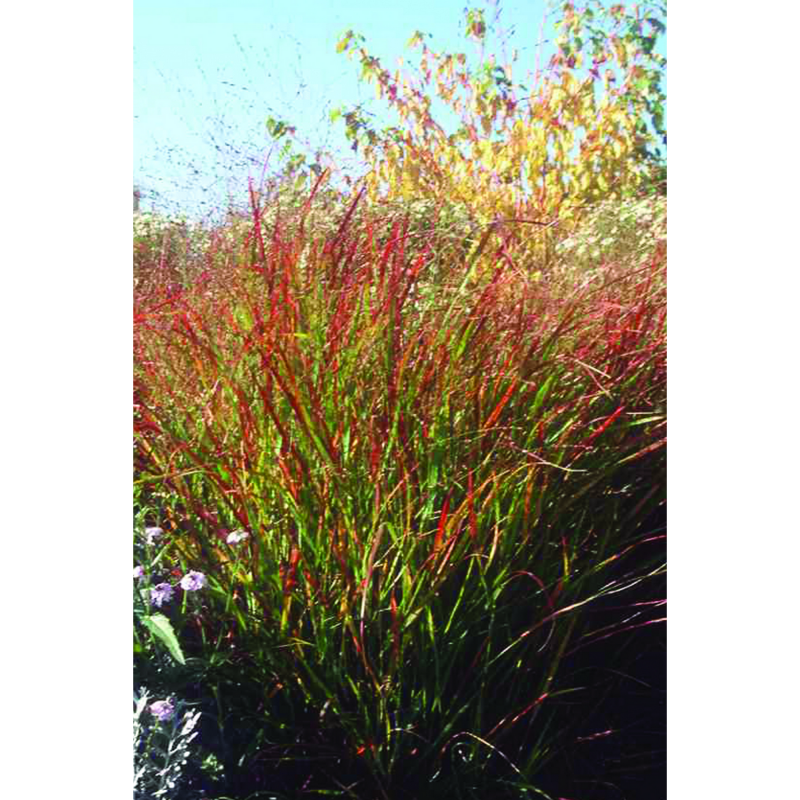 Panicum virgatum Rehbraun