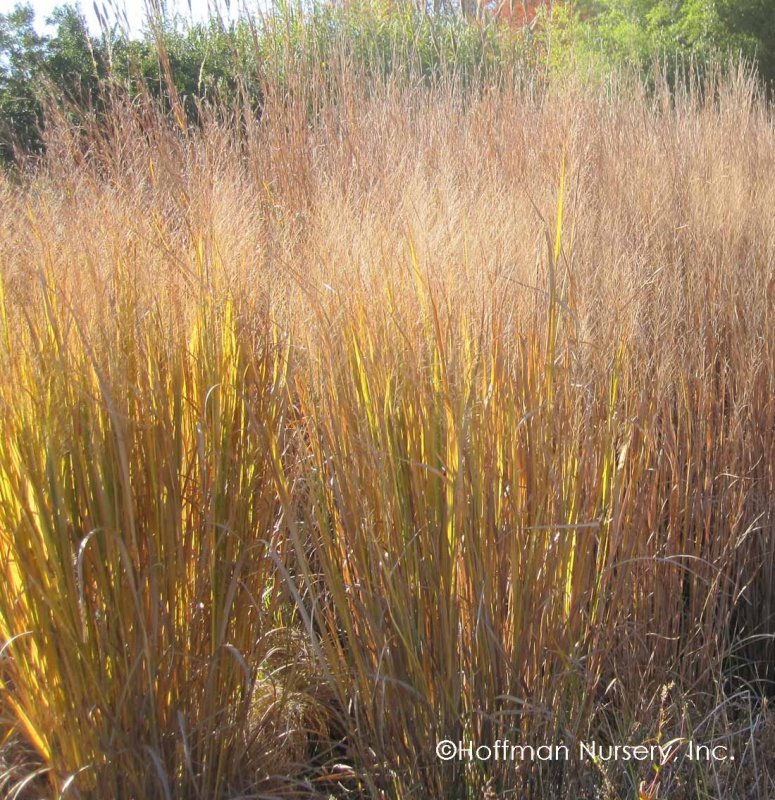 Просо прутьевидное “Northwind” (Panicum virgatum “Northwind”)