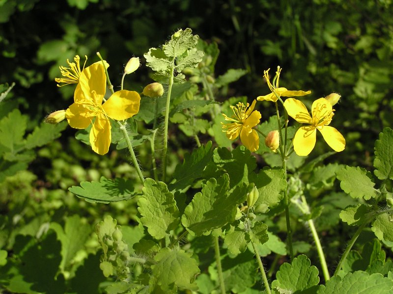 Чистотел Chelidonium majus
