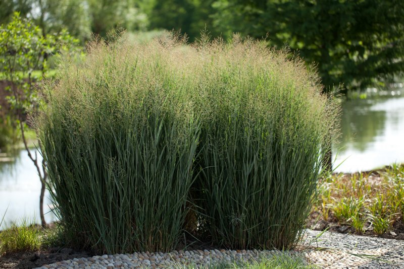 Просо прутьевидное Panicum virgatum