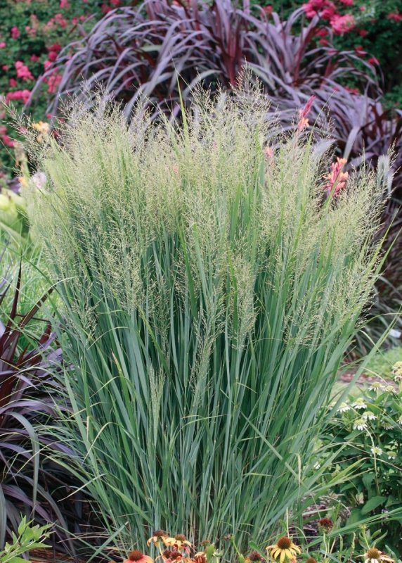 Просо прутьевидное, Panicum virgatum "Northwind"