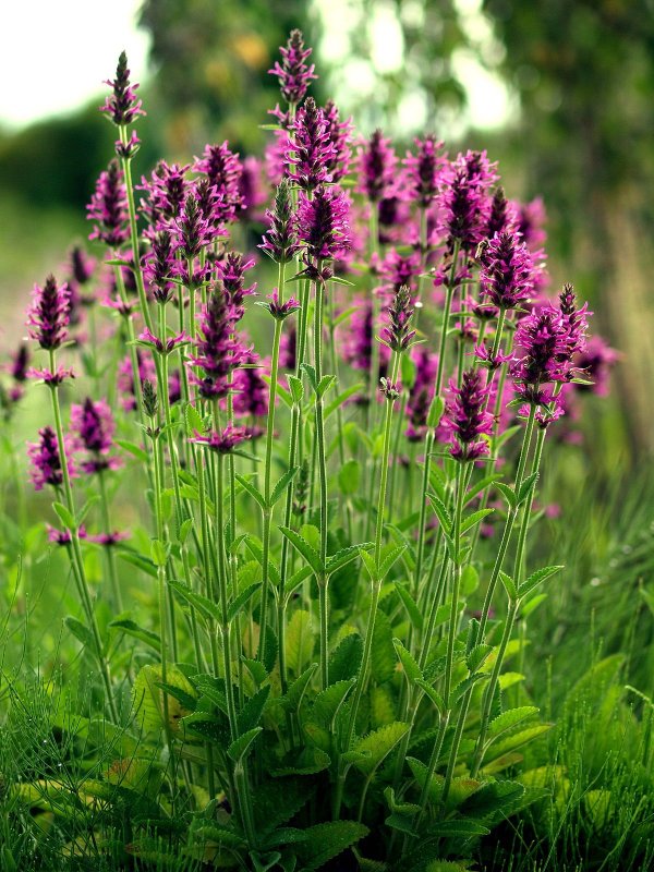 Буквица Бетоника Betonica officinalis