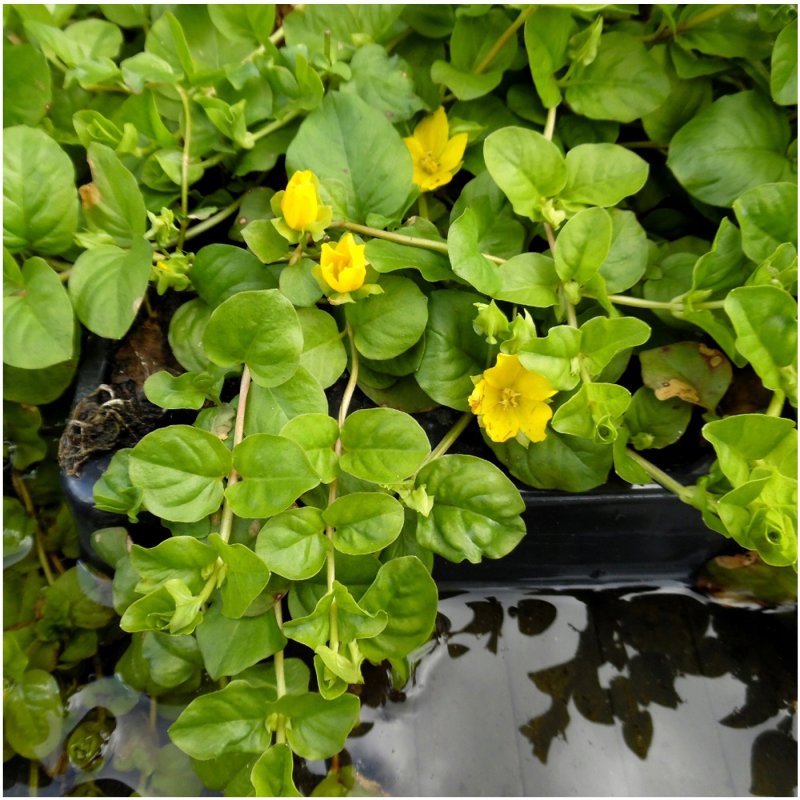 Вербейник монетчатый (Lysimachia nummularia)