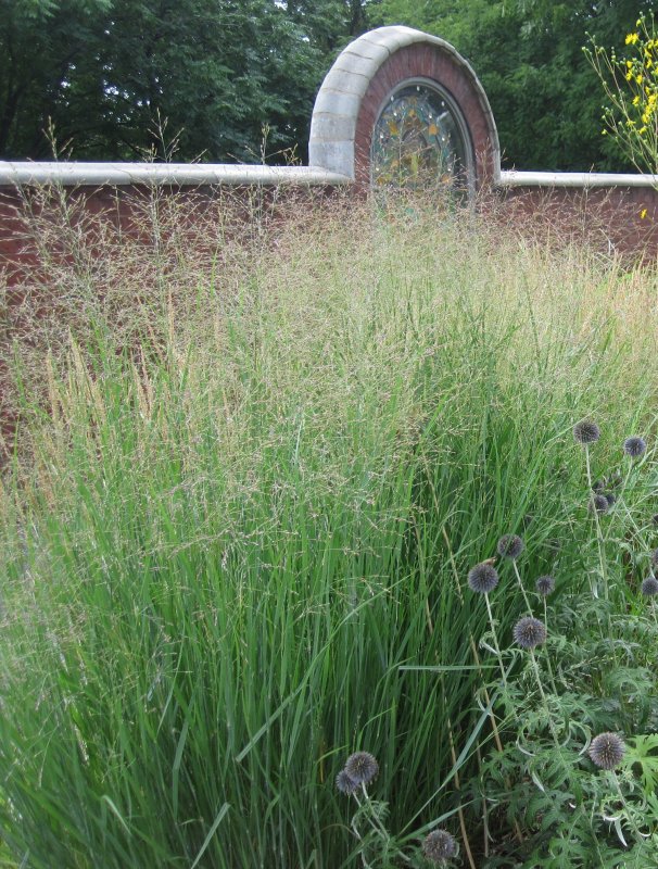 Просо прутьевидное "strictum" (Panicum virgatum)