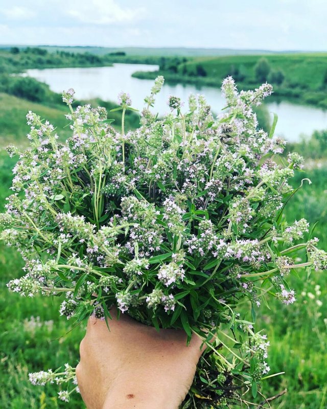 Душица белоцветковая