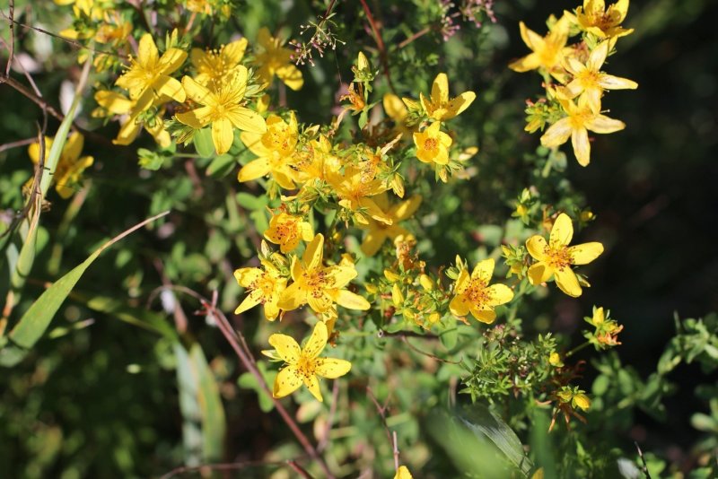 Зверобой горный(Hypericum montanum l.)