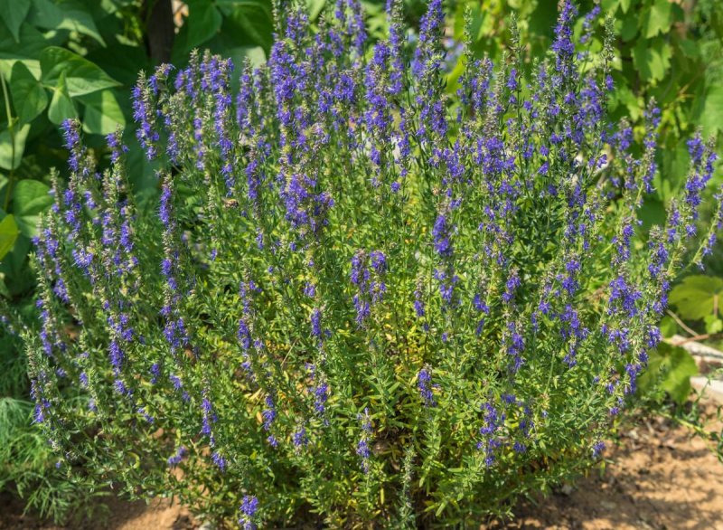 Иссоп лекарственный (Hyssopus officinalis) розовый