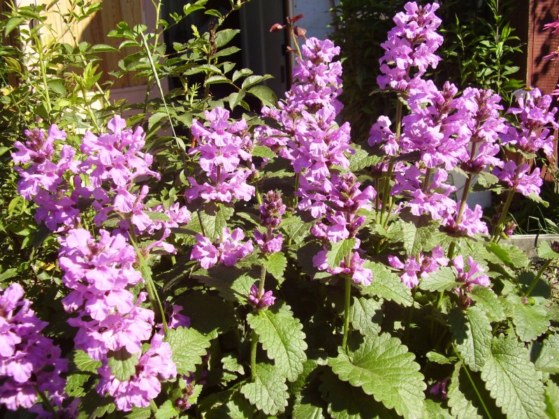 Betonica officinalis