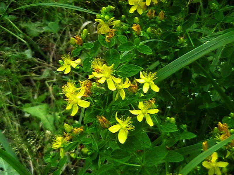Зверобой продырявленный (Hypericum perforatum)