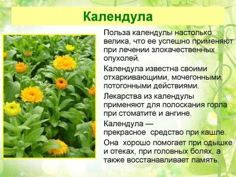 Лекарственные растения описание