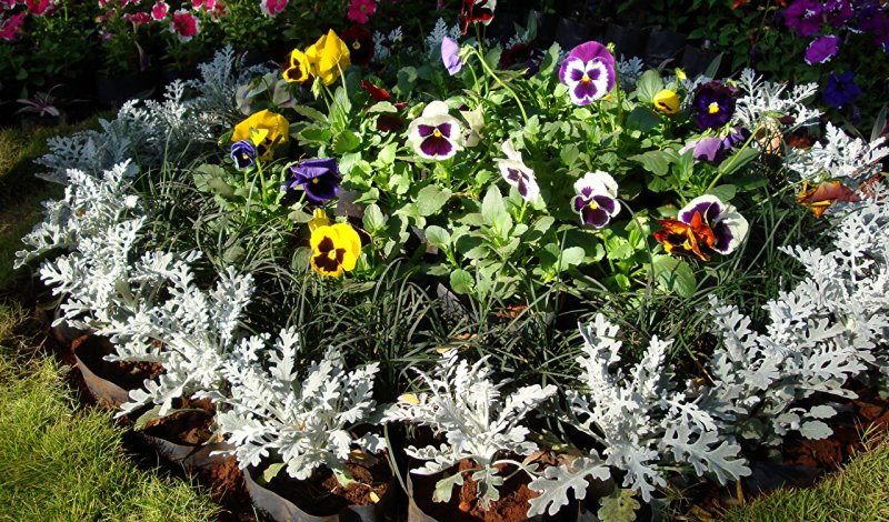 Цинерария Приморская (Senecio cineraria)