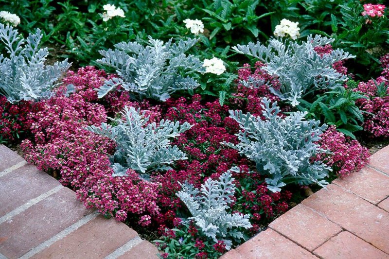 Цинерария Приморская (Senecio cineraria)