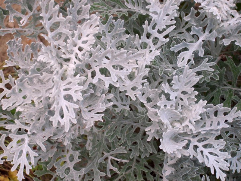 Цинерария Приморская cineraria maritima