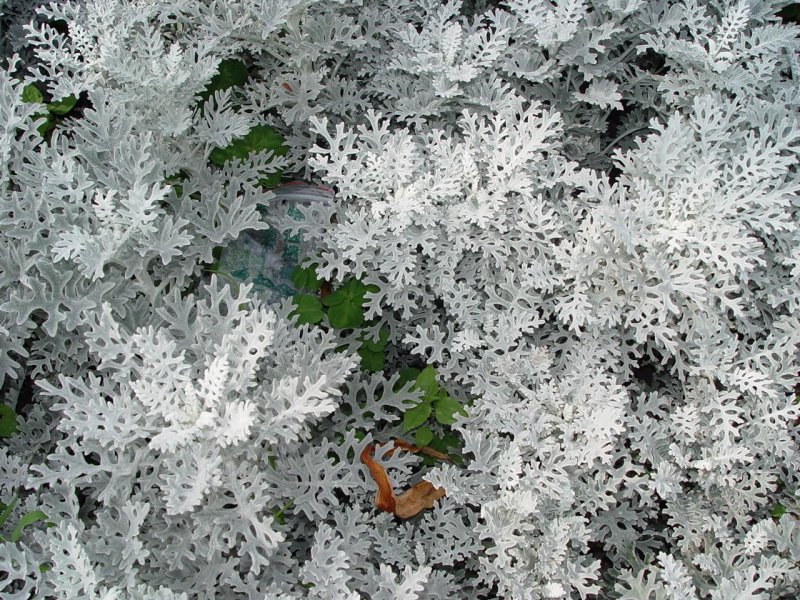 Цинерария Приморская (Senecio cineraria)