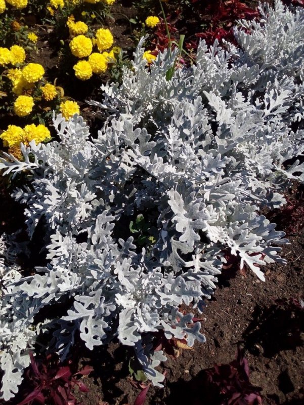 Цинерария Приморская (Senecio cineraria)