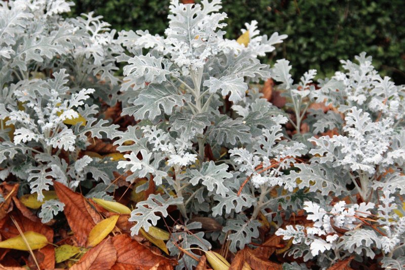 Цинерария Приморская (Senecio cineraria)