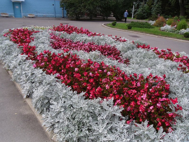 Цинерария Приморская cineraria maritima