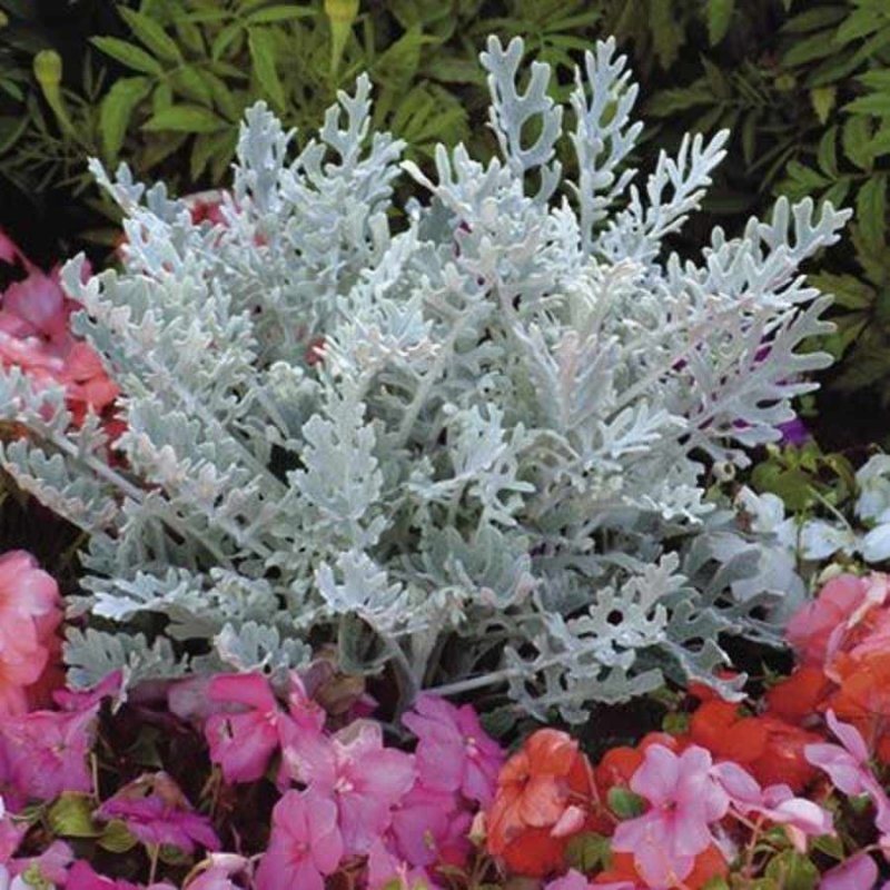 Цинерария Приморская cineraria maritima