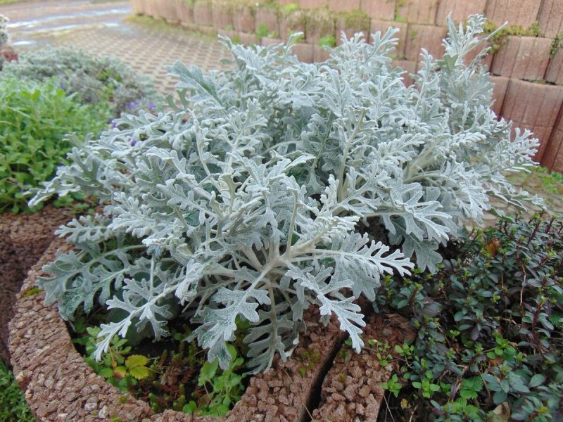 Цинерария Приморская (Senecio cineraria)