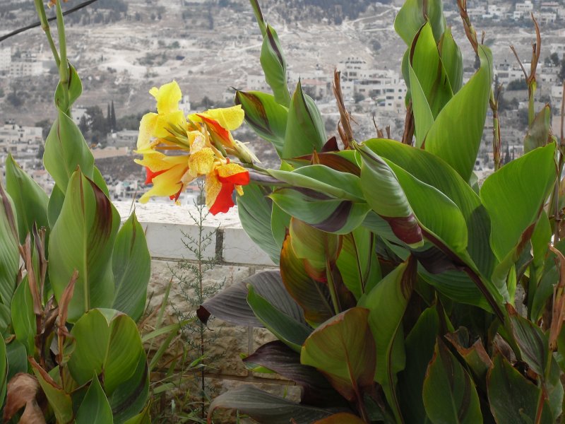 Canna Yellow King Humbert