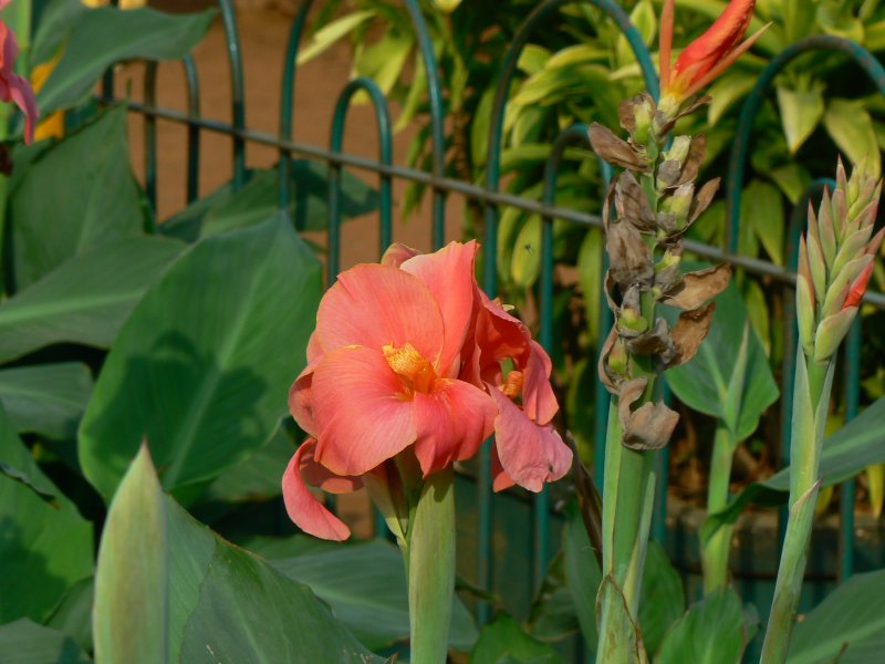 Канна canna Indica