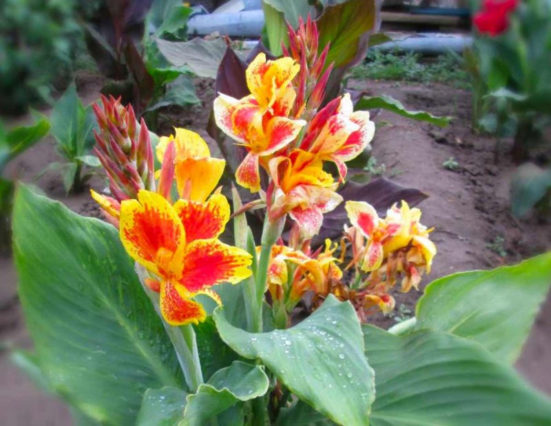 Канна canna Tropicana в ландшафтном дизайне