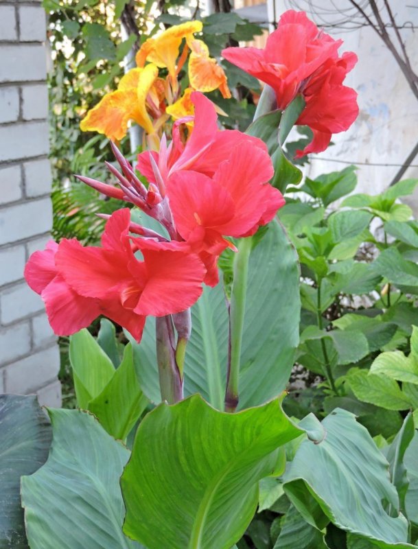Канна и Хоста