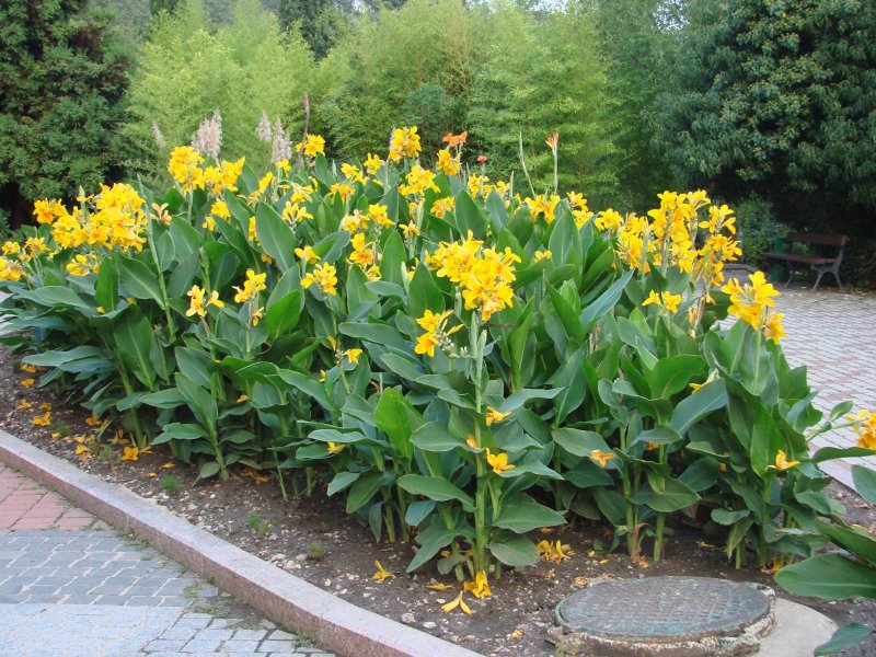 Канны цветы
