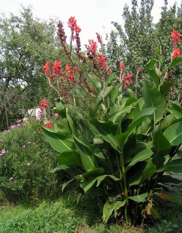 Канны цветы