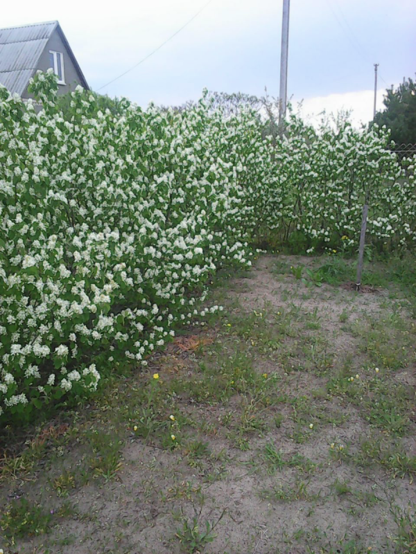 Ирга колосистая Живая изгородь