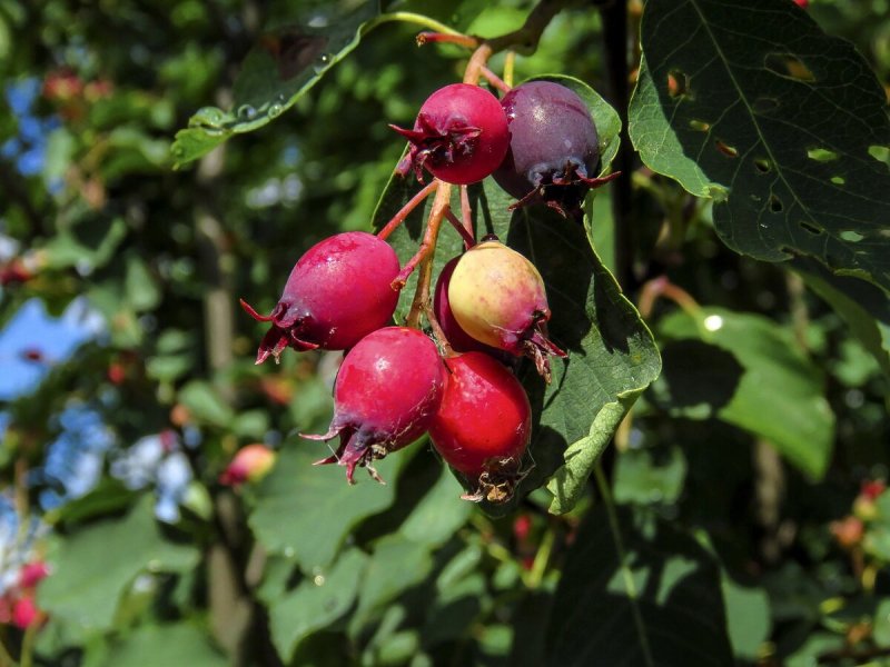 Ирга «Saskatoon Berry»