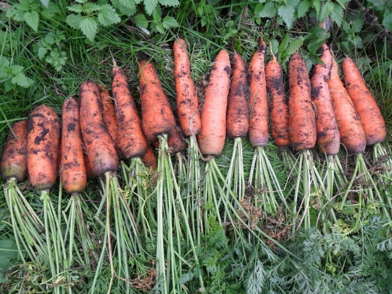 Уродливая морковь