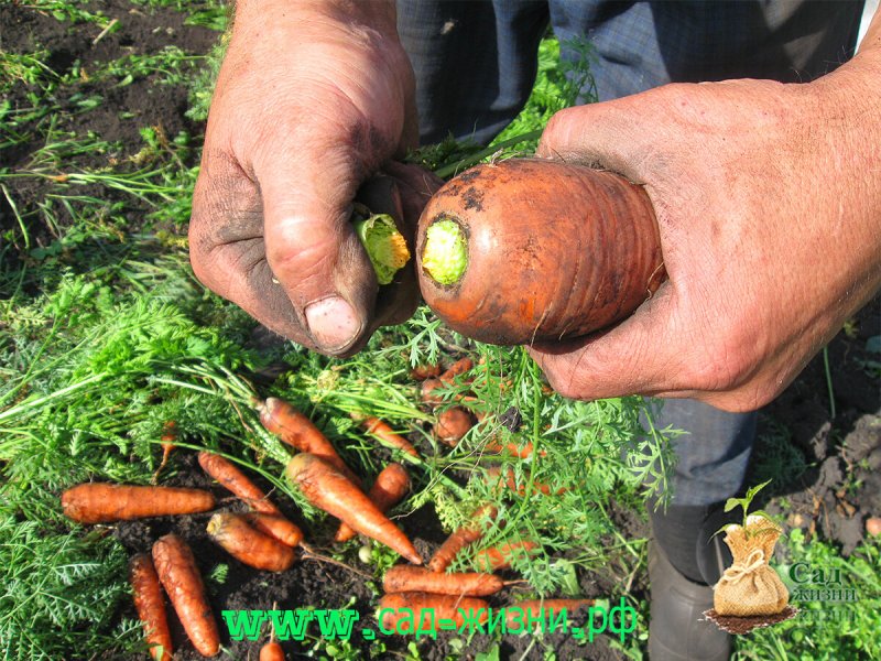 Обрезание ботвы моркови
