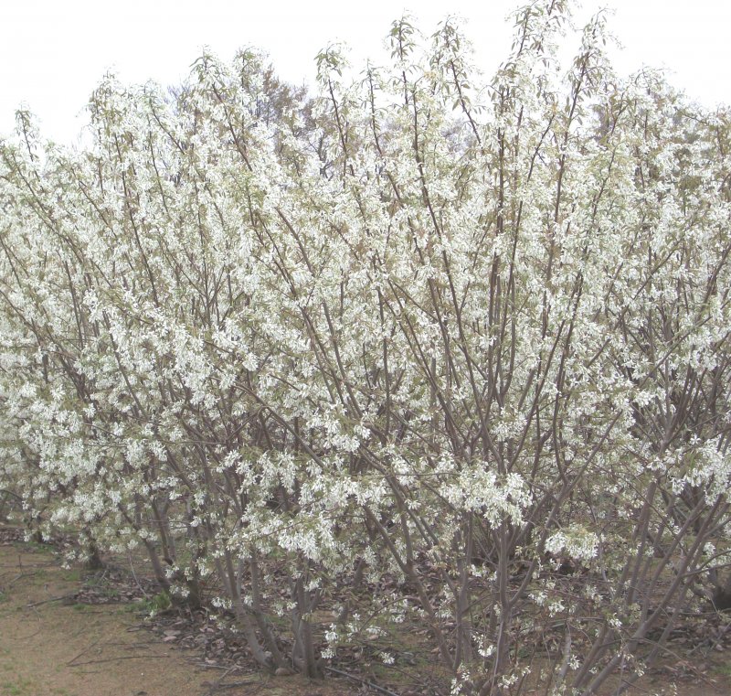 Amelanchier laevis,ирга гладкая