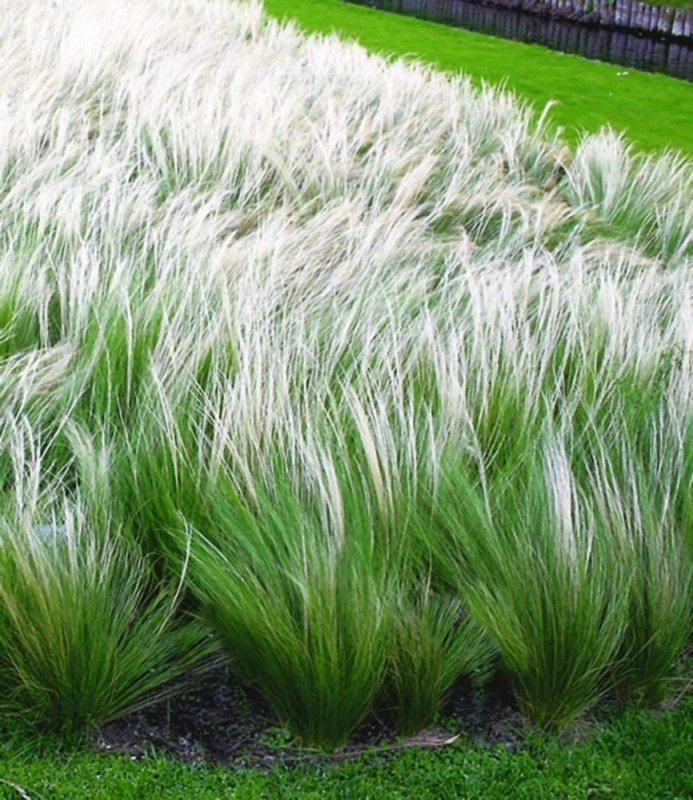 Stipa arundinacea