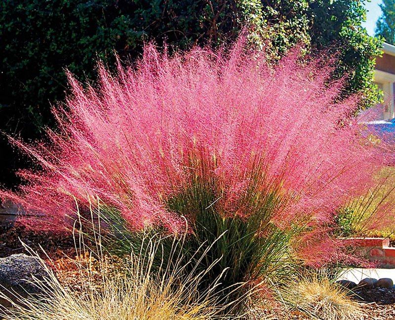 Мюленбергия волосовидная (Muhlenbergia capillaris)