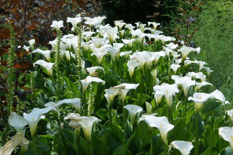 Калла Zantedeschia aethiopica