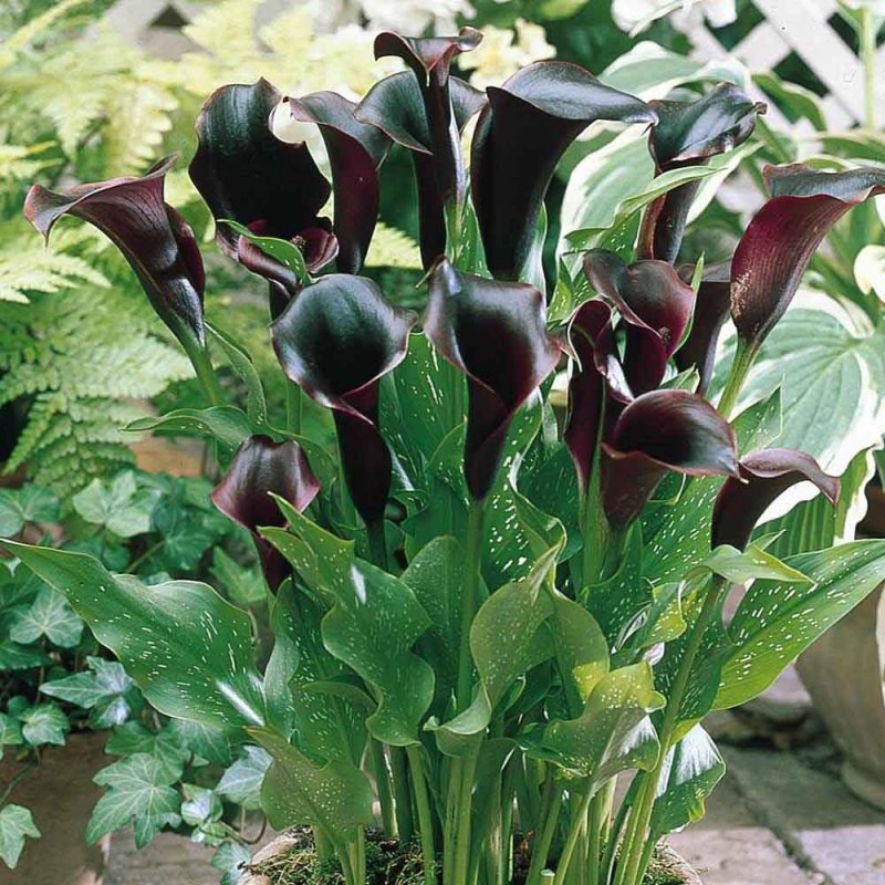 Калла Zantedeschia