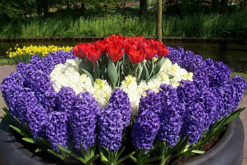 Весенние цветы луковичные гиацинт