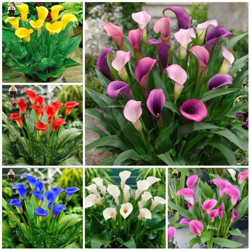 Various Types flowerbulbs