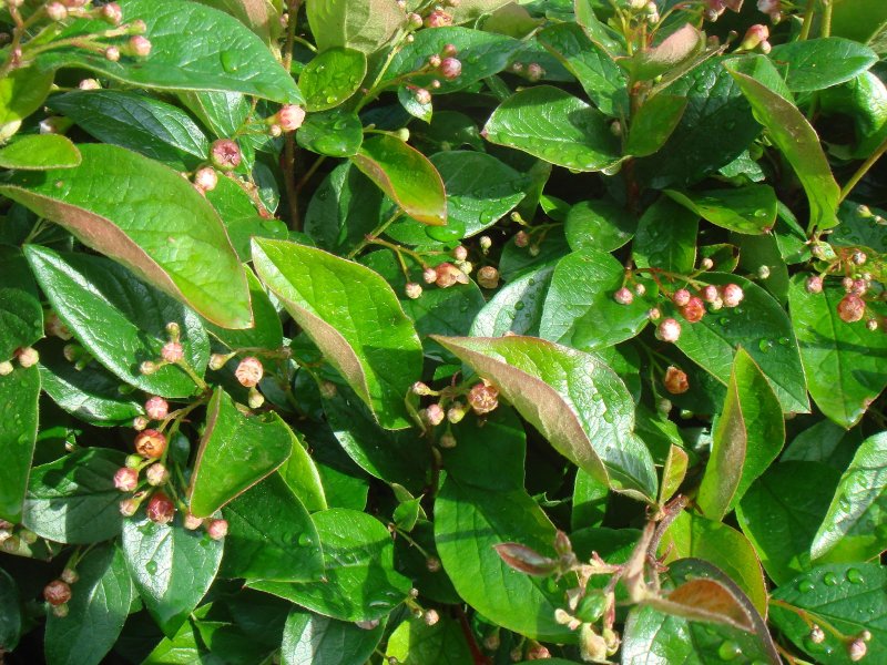 Кизильник Млечный Cotoneaster lacteus