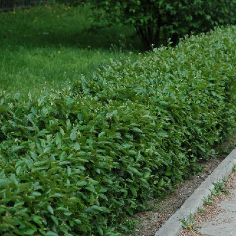 Кизильник блестящий Cotoneaster lucidus