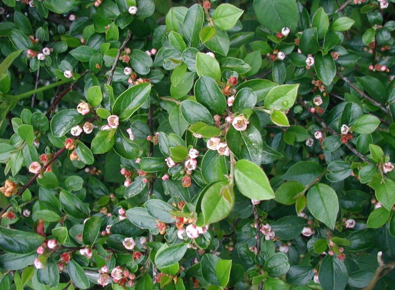 Кизильник Млечный Cotoneaster lucidus